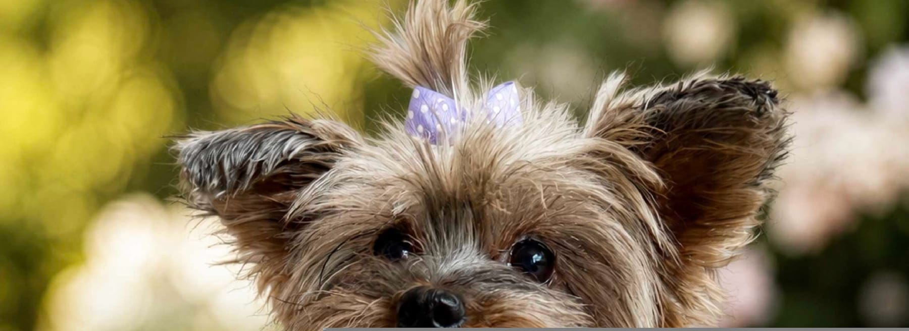 Cometa, yorkie terrier
