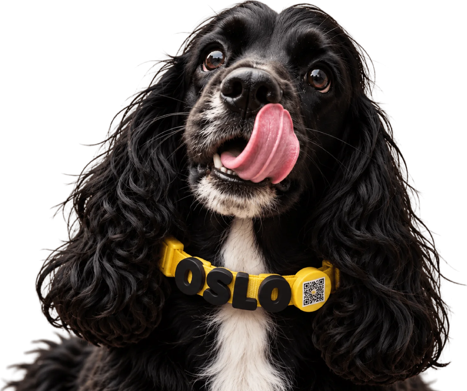 Oslo, un cocker spaniel negro, con su collar Fieludos amarillo: su nombre en letras impresas en 3D y el disco con el código QR.